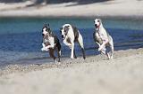 WHIPPET 214